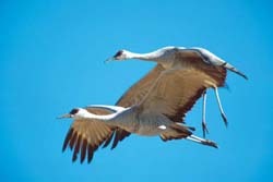 Sandhill Cranes