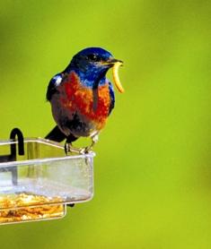 Meal Worms and Bluebird