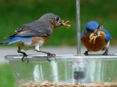 Mom and Dad Eastern Bluebirds Mom and Dad Eastern Bluebirds
