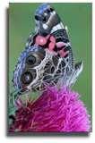 Painted Lady Butterfly
