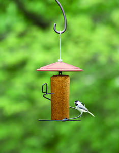 Seed Cylinder Feeder
